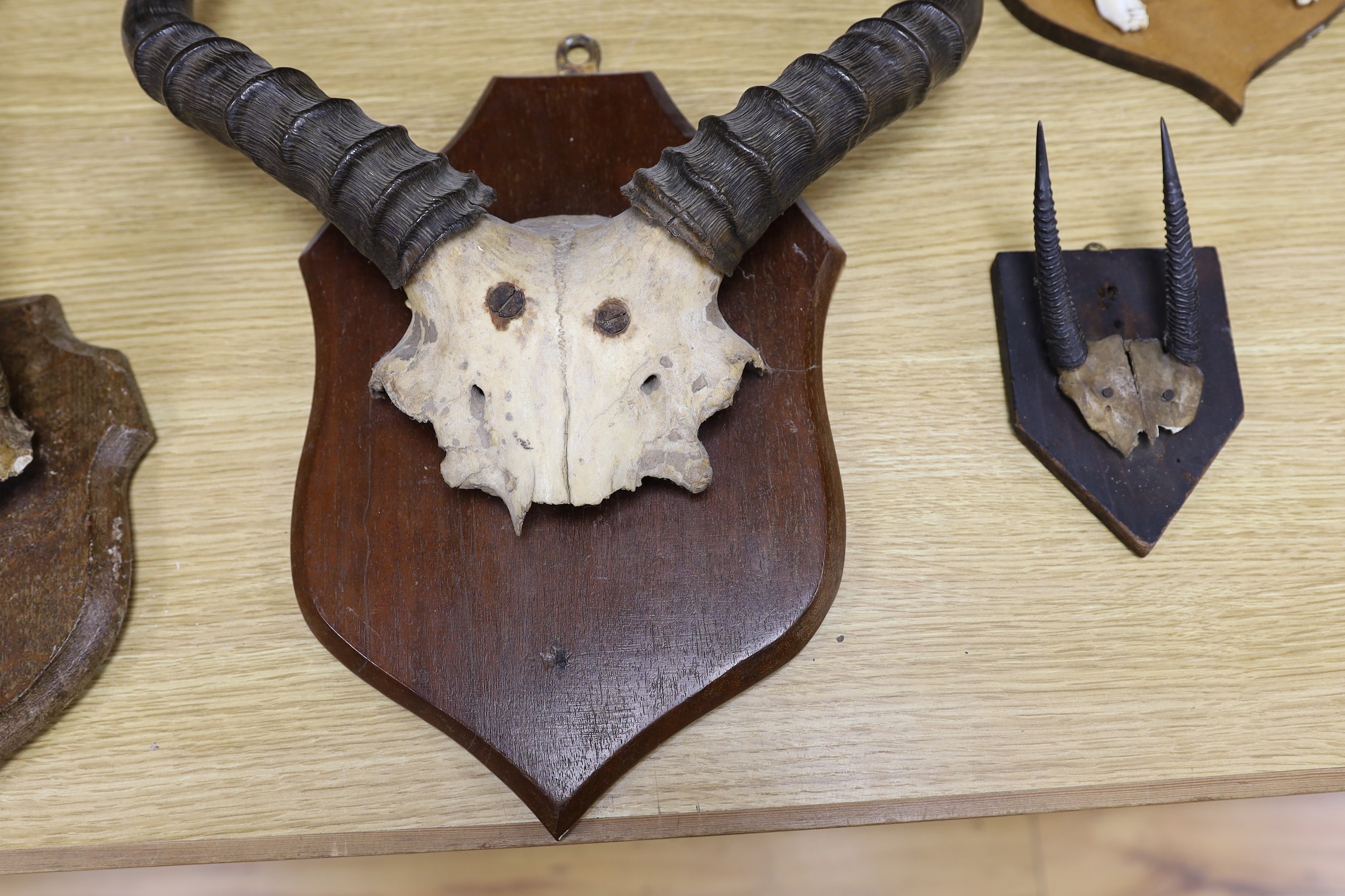 Animal anatomy- mounted pairs of horns on skulls or craniums, to include a water buffalo, 67 cm wide, deer antlers and gazelle horns (7)